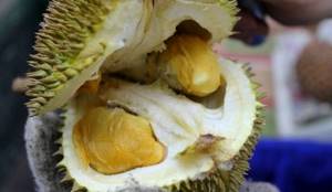 Mother Nature&#39;s aphrodisiac called Durian