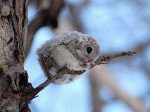 Yeah! Sonya! Nonsense! This is a Japanese dwarf flying squirrel. Smart guys... 