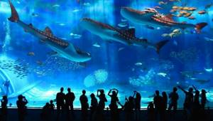 Tokyo Aquarium - there is something for tourists to see there.