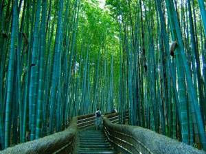 Бамбуковый лес Сагано в Киото