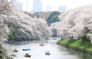 Cherry blossoms in Tokyo, landscapes of Chidori zi Gefuchi