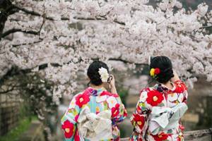 Photo: Sakura