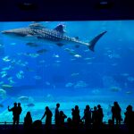 Giant aquarium in Okinawa!