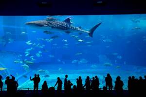 Giant aquarium in Okinawa!