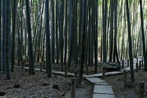 Храм Хококудзи с бамбуковым лесом