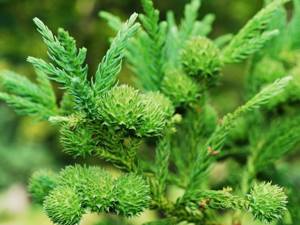 Cryptomeria japonica, or Japanese cedar | Secrets of growing... 