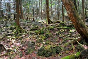 Лес самоубийц Аокигахара в Японии площадью 3000 гектаров