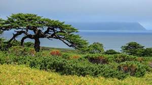 Kuril larch on Iturup Island (an island in the southern group of the Great Kuril Islands ridge).