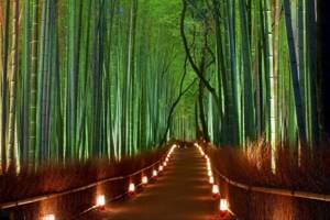Unusual natural attractions of Japan