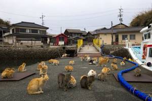 Aoshima Cat Island