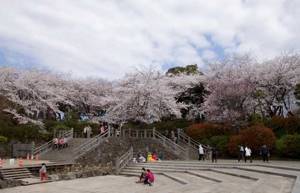 Askayama Park, cherry blossoms in Tokyo