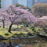 Период цветения сакуры в Токио, сад Коисикава Коракуэн