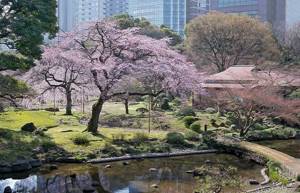 Cherry blossom period in Tokyo, Koishikawa Korakuen Garden