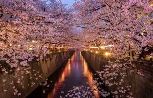 Праздник Ханами в Токио, река Мэгуро