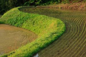 Japanese rice fields