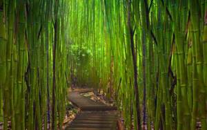 There is happiness in bamboo