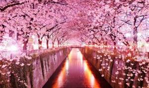 В Японию на Цветение Сакуры 2021 | Когда Цветет Сакура в Японии?