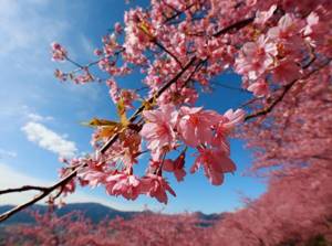 япония сакура цветение весна