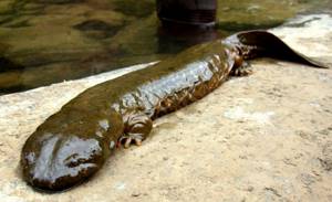 Japanese giant salamander - Interesting facts