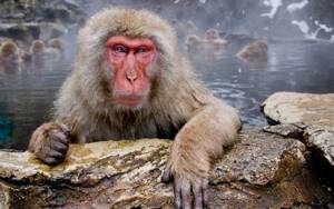 Japanese macaque on the slopes of Mount Fuji