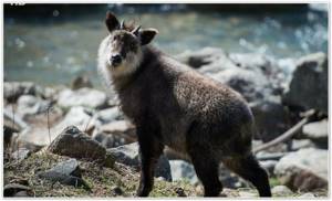 Japanese serow: a wolf in sheep&#39;s clothing. Discussion on LiveInternet... 